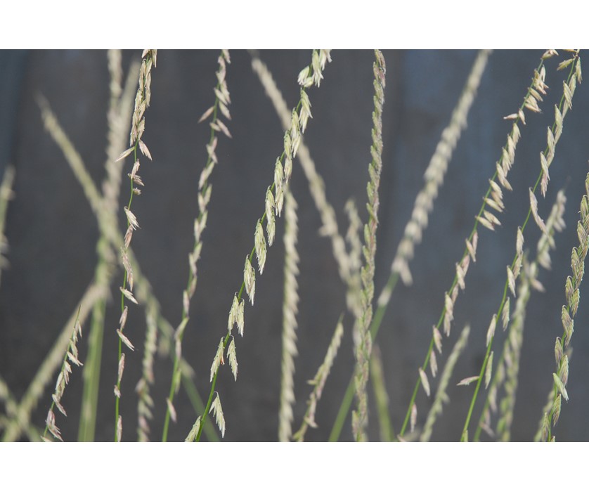 Sideoats Grama
